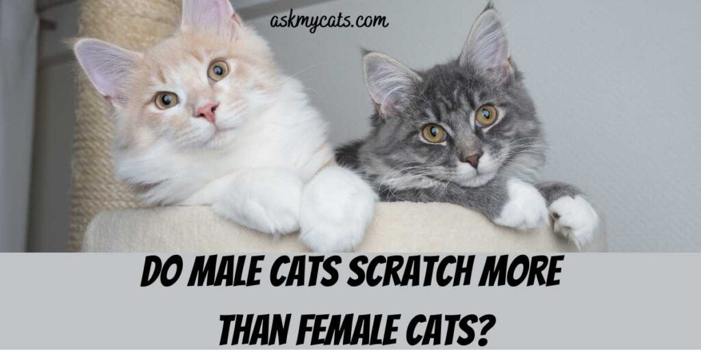 Do Male Cats Scratch More Than Female Cats?