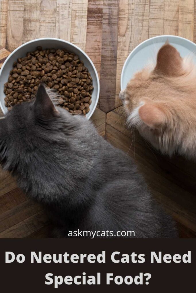 Do Neutered Cats Need Special Food?