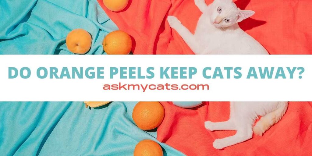 Do Orange Peels Keep Cats Away