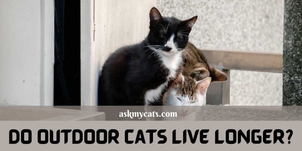 Do Outdoor Cats Live Longer?