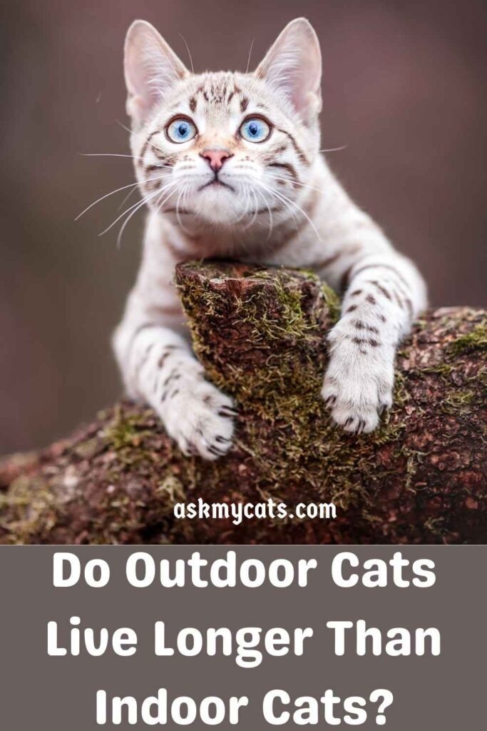 Do Outdoor Cats Live Longer Than Indoor Cats?
