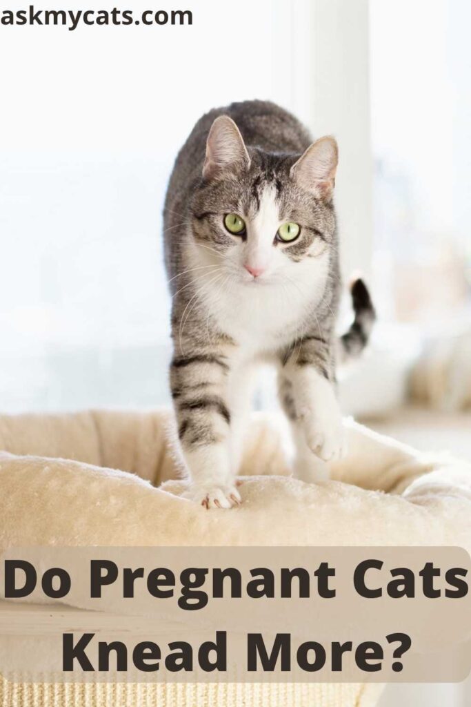 Do Pregnant Cats Knead More?