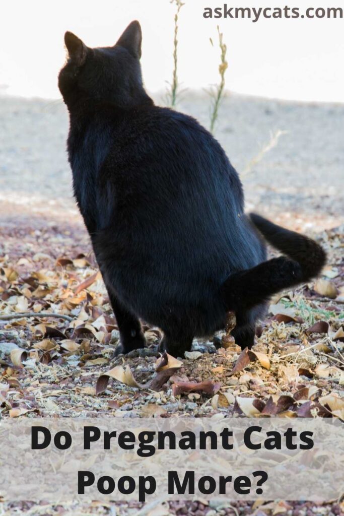 Do Pregnant Cats Poop More?