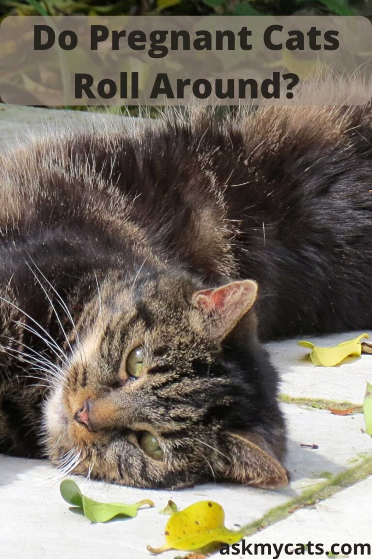 Pregnant Cat Rolling On Back Reasons & Solutions