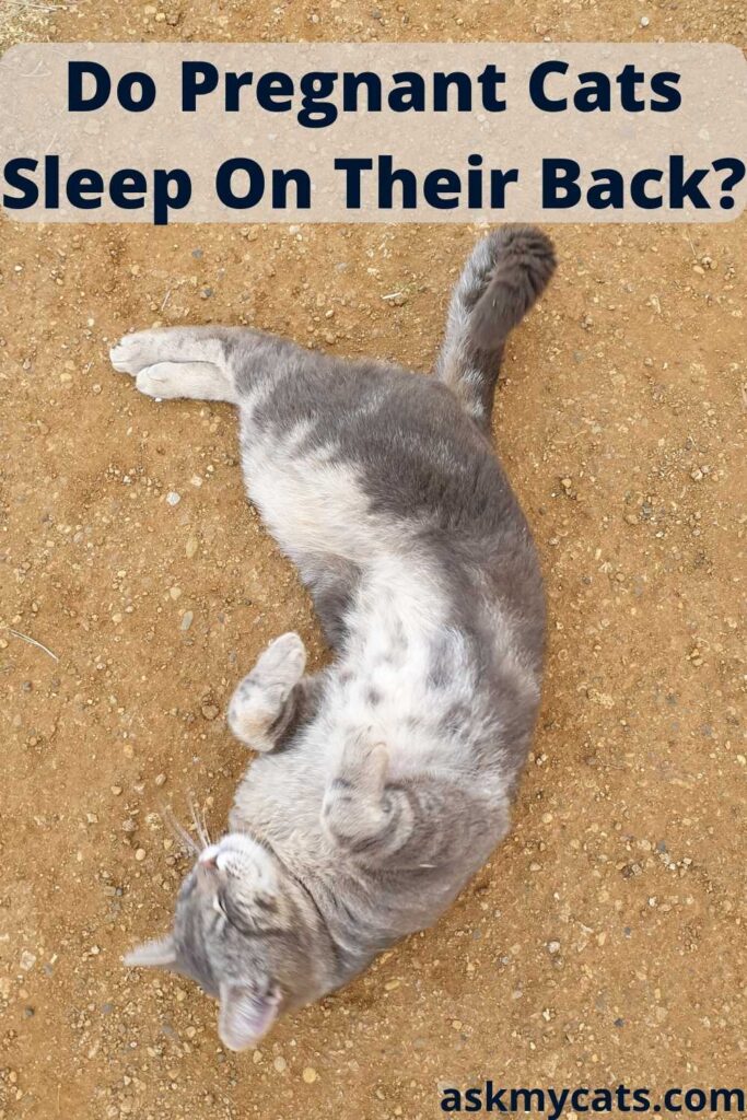 Do Pregnant Cats Sleep On Their Back?