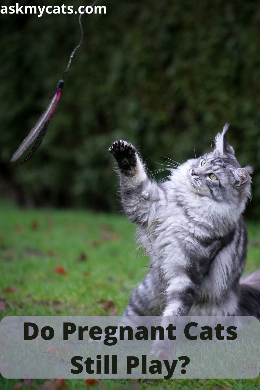 Why Is My Pregnant Cat Hyperactive And Restless?