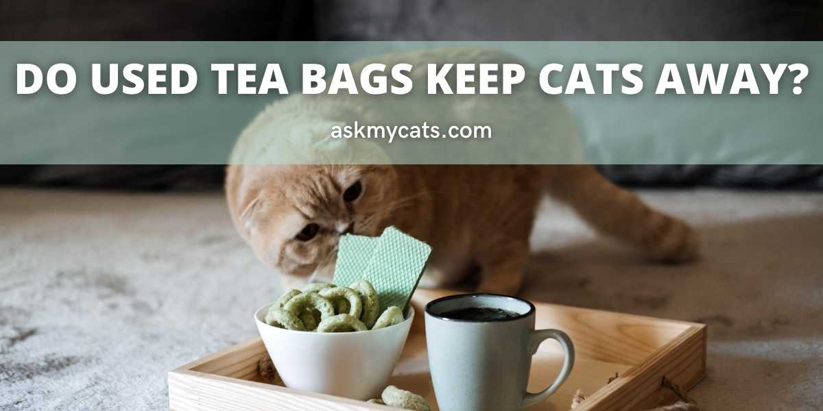 Do Used Tea Bags Keep Cats Away?