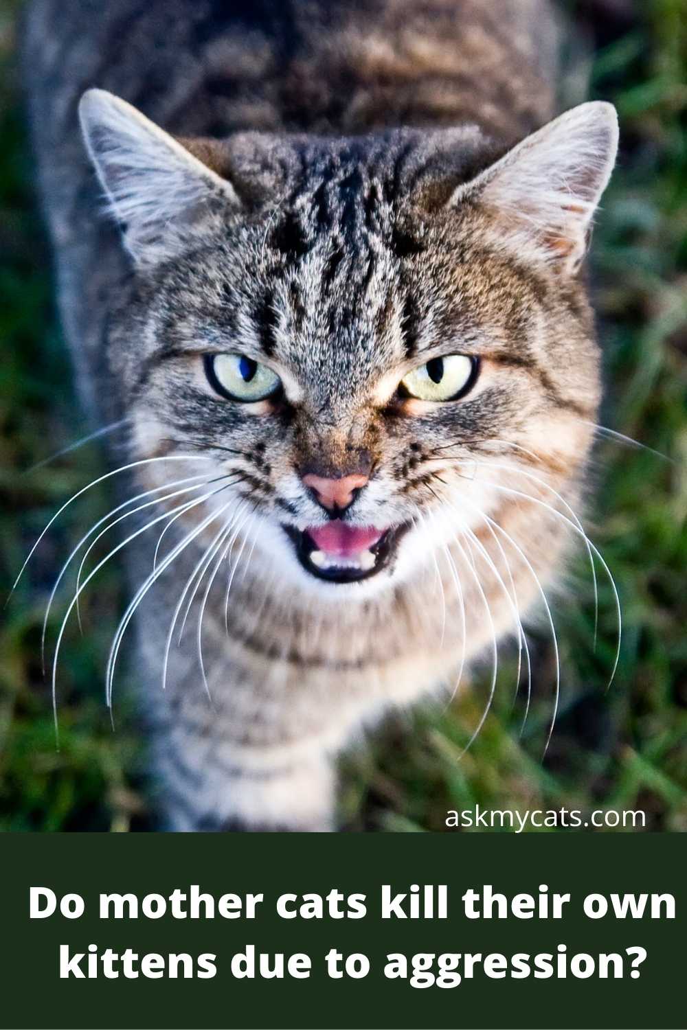 Do Mother Cats Kill Their Own Kittens