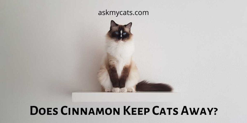 Does Cinnamon Keep Cats Away