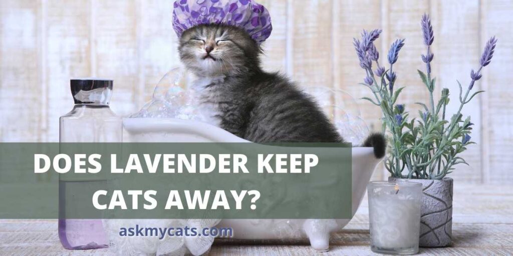 Does Lavender Keep Cats Away