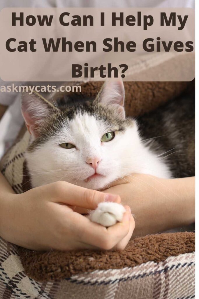 How Can I Help My Cat When She Gives Birth?