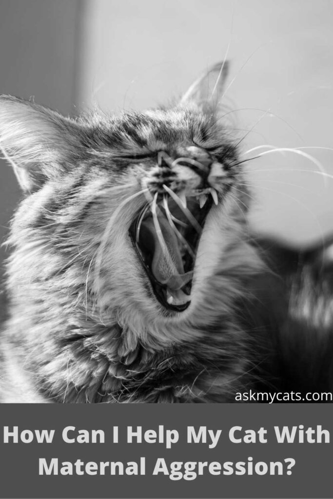 How Can I Help My Cat With Maternal Aggression?