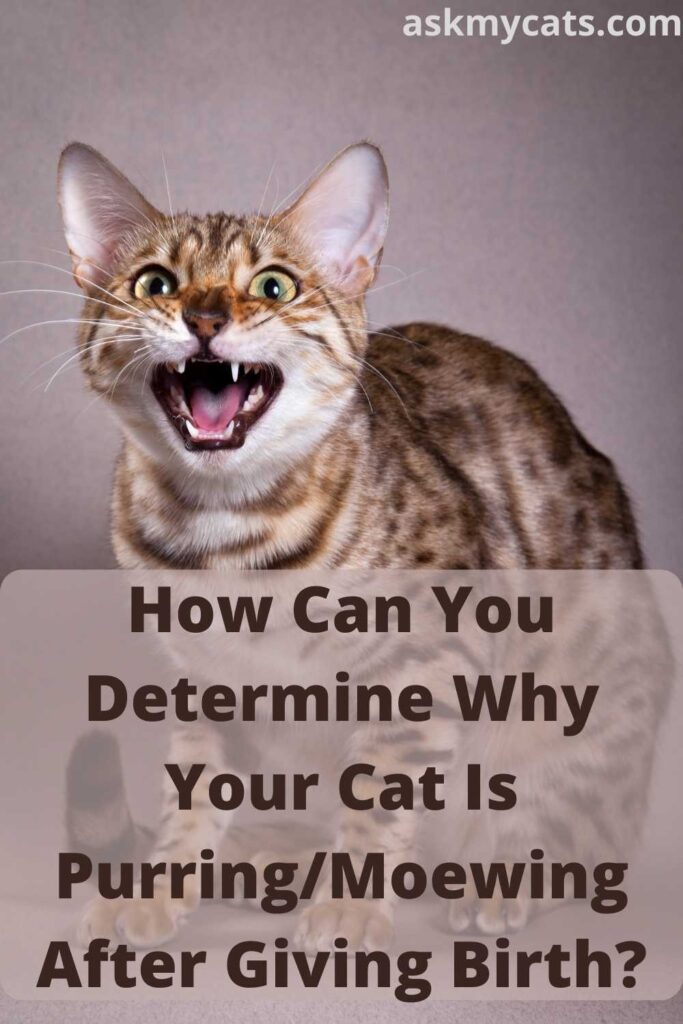 How Can You Determine Why Your Cat Is Purring/Moewing After Giving Birth?