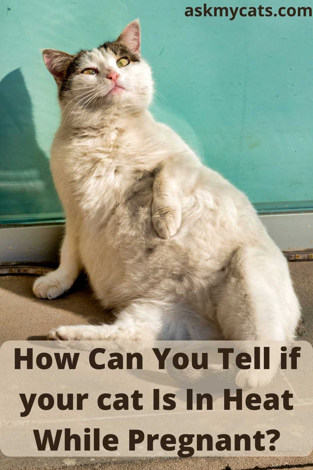 Pregnant Cat Calling As If In Heat Know The Reasons