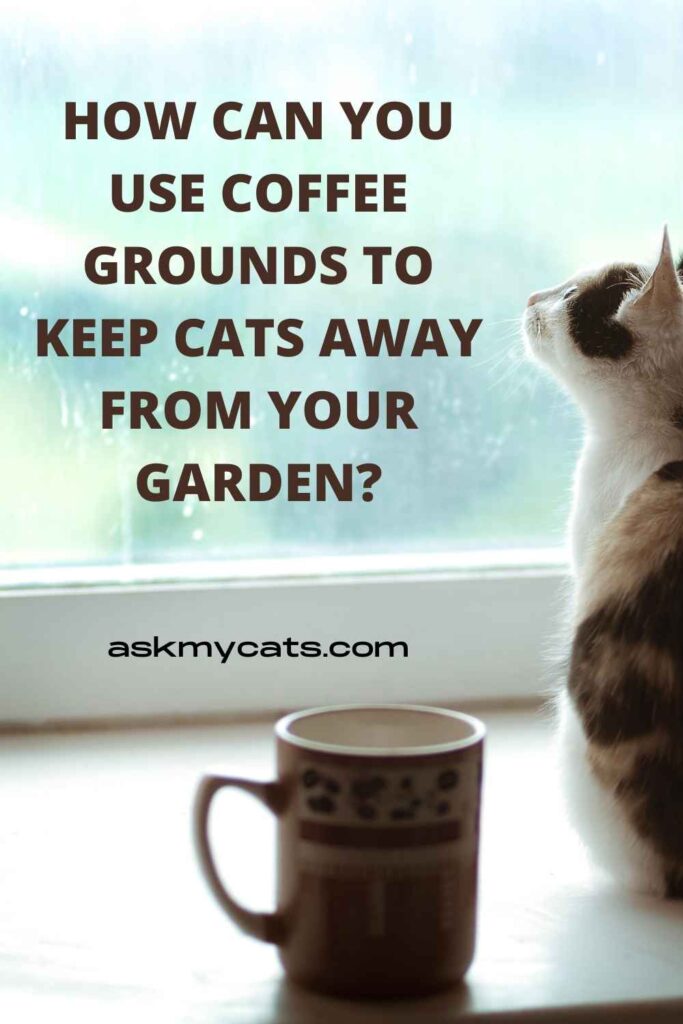 How Can You Use Coffee Grounds To Keep Cats Away From Your Garden