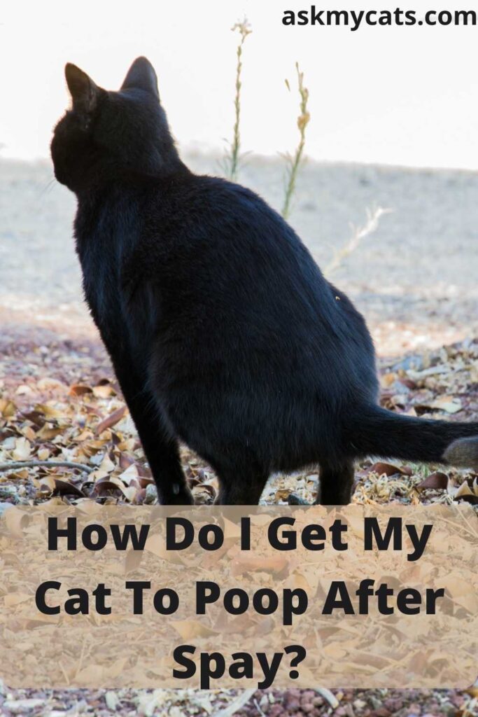 How Do I Get My Cat To Poop After Spay?