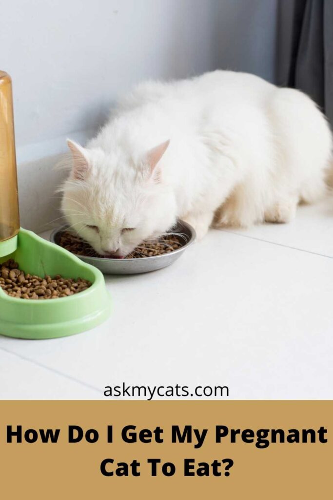 How Do I Get My Pregnant Cat To Eat?