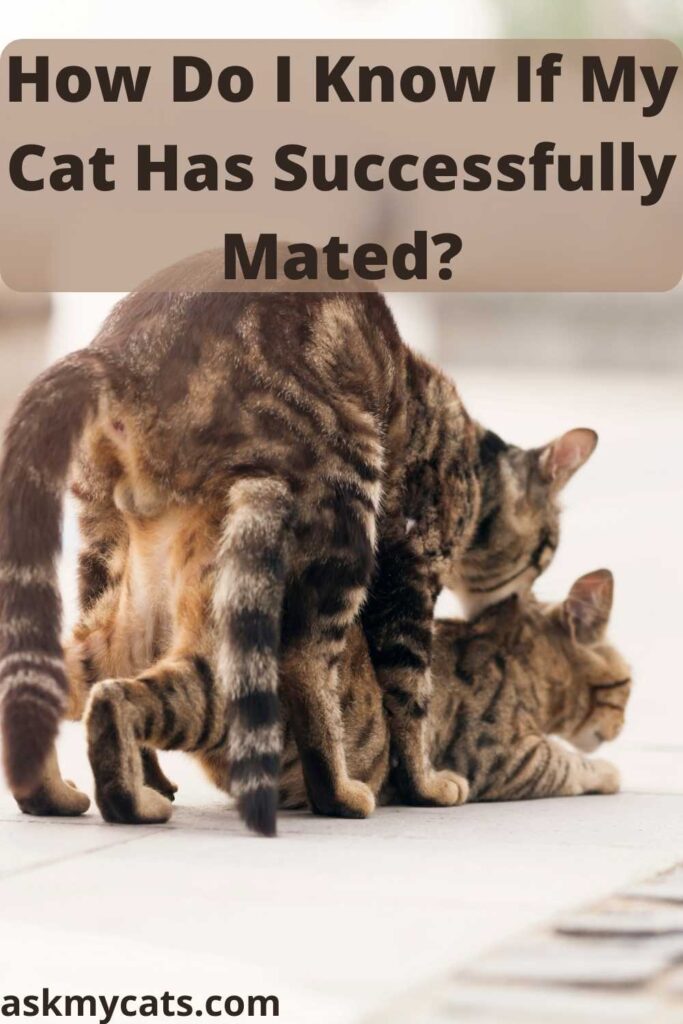 How Do I Know If My Cat Has Successfully Mated?