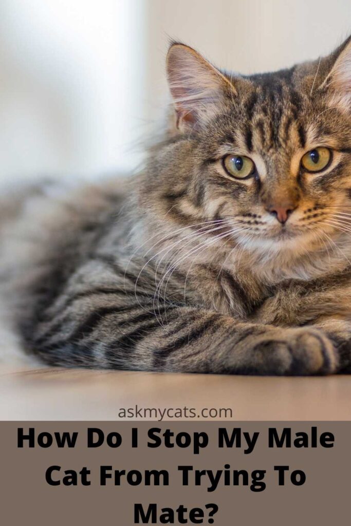 How Do I Stop My Male Cat From Trying To Mate?