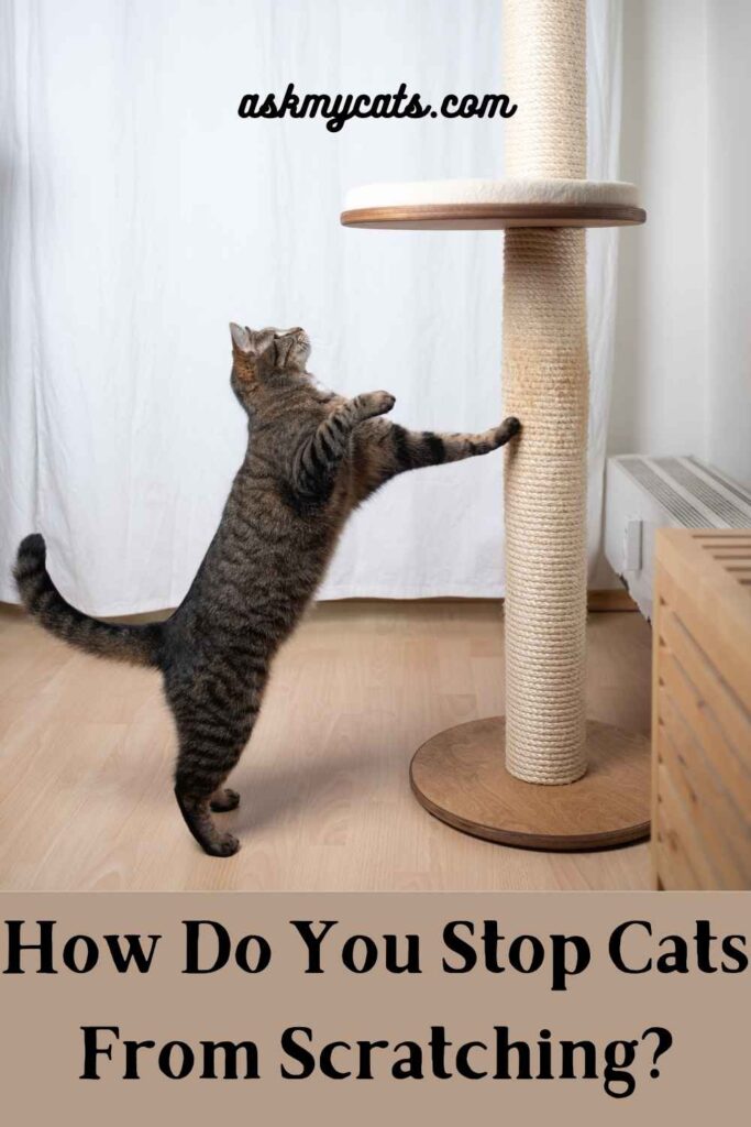 How Do You Stop Cats From Scratching?