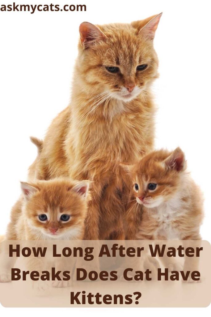 How Long After Water Breaks Does Cat Have Kittens?
