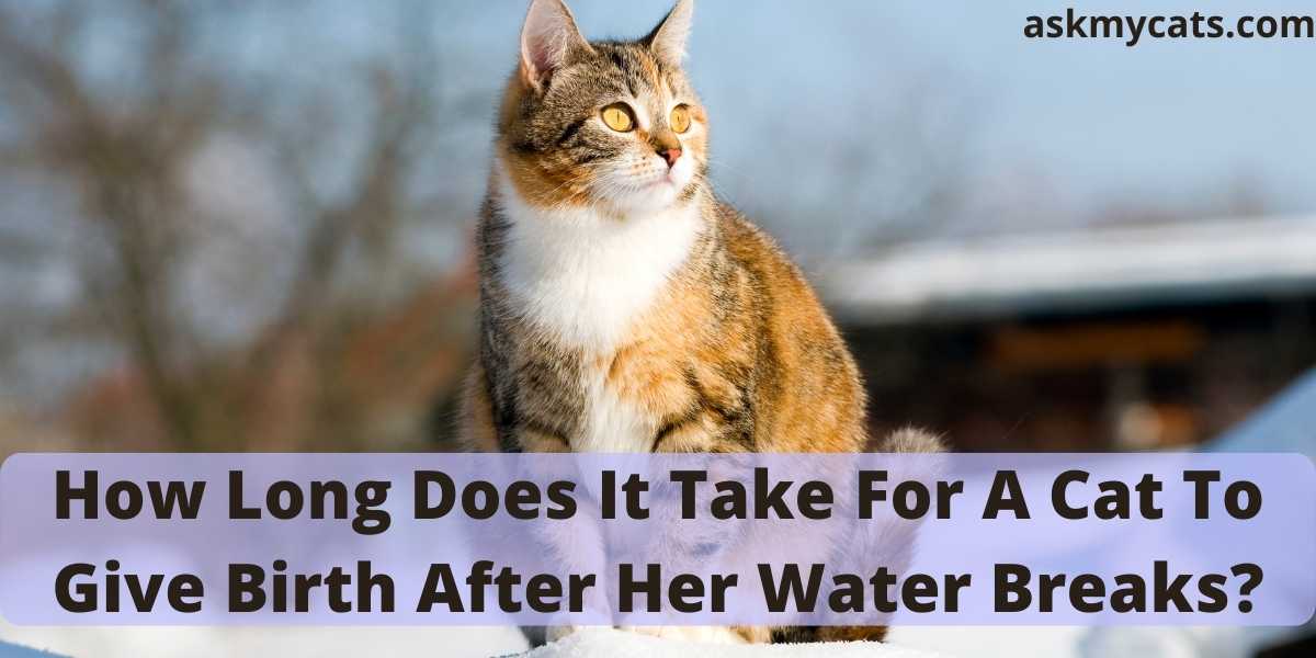 How Long Does It Take For A Cat To Give Birth After Her Water Breaks?