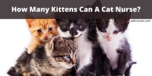 How Many Kittens Can A Cat Nurse?