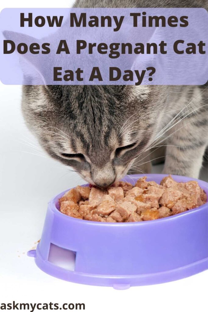 How Many Times Does A Pregnant Cat Eat A Day?