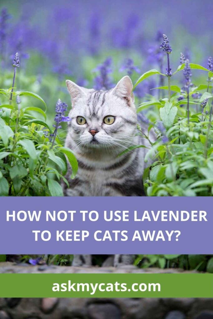 How Not To Use Lavender To Keep Cats Away