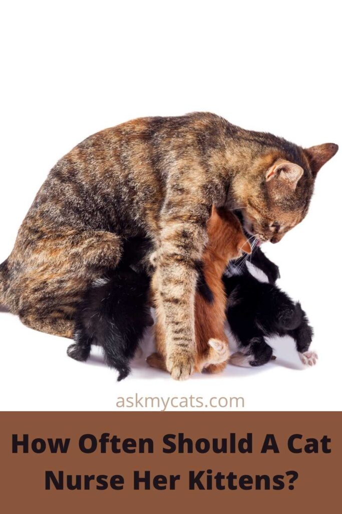 How Often Should A Cat Nurse Her Kittens?