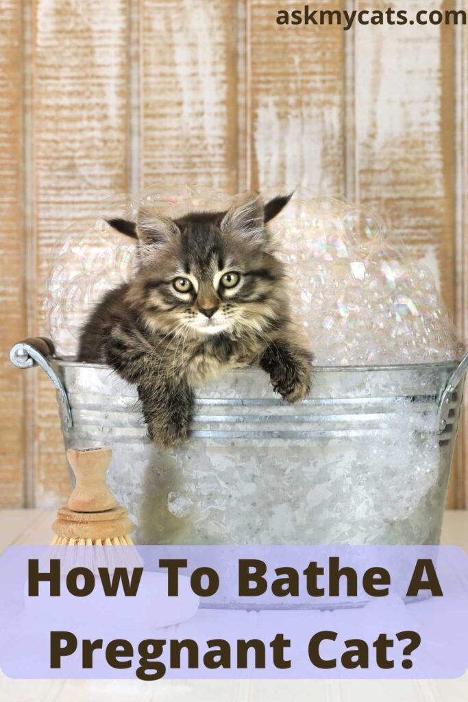 How To Bathe A Pregnant Cat?
