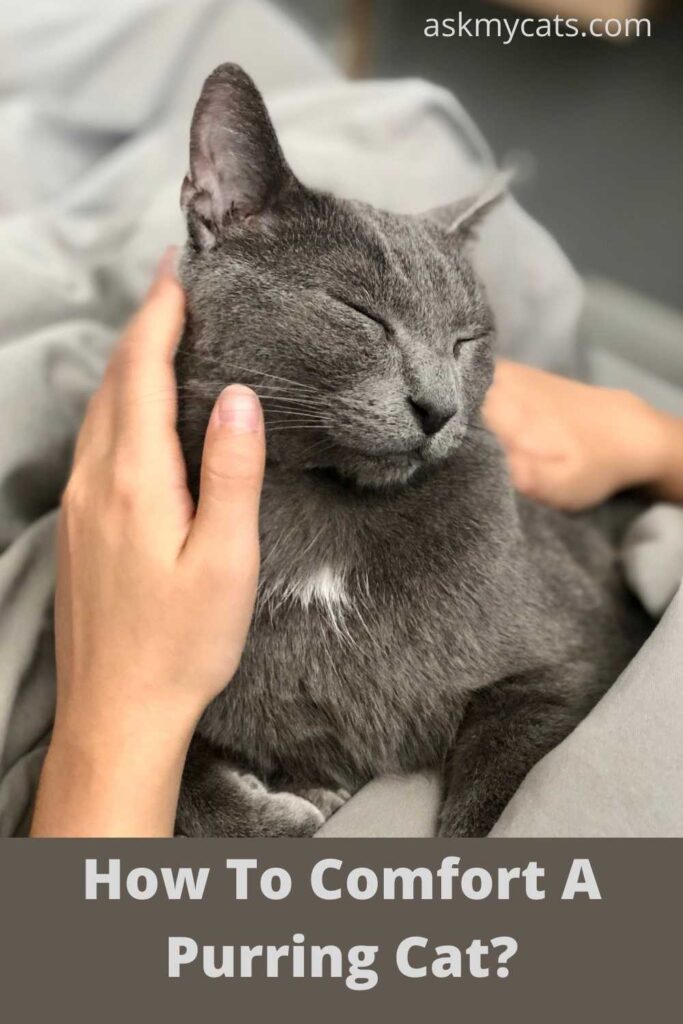 How To Comfort A Purring Cat?