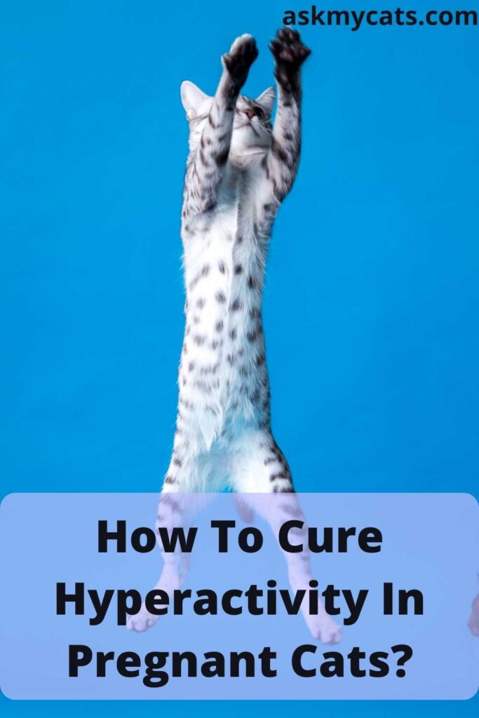 How To Cure Hyperactivity In Pregnant Cats?