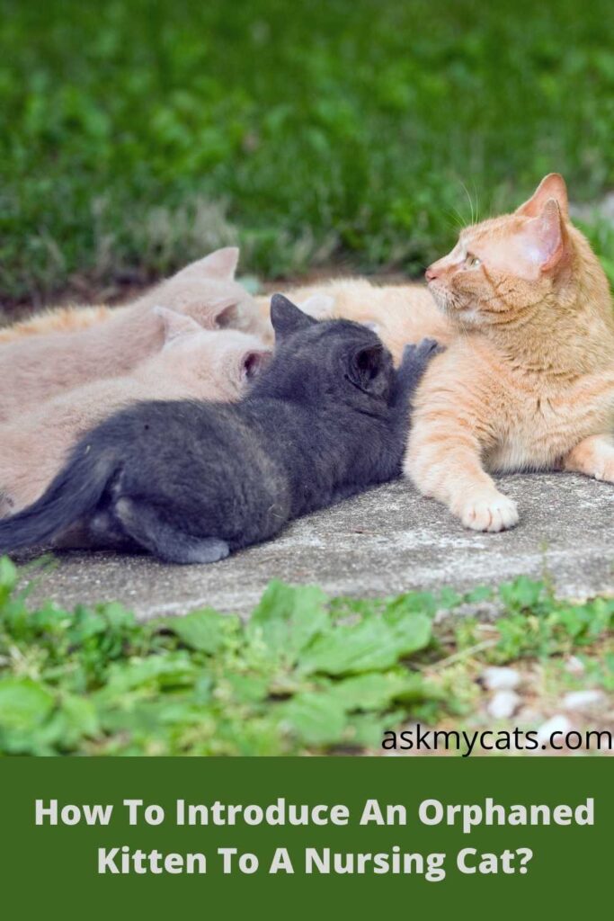 How To Introduce An Orphaned Kitten To A Nursing Cat?