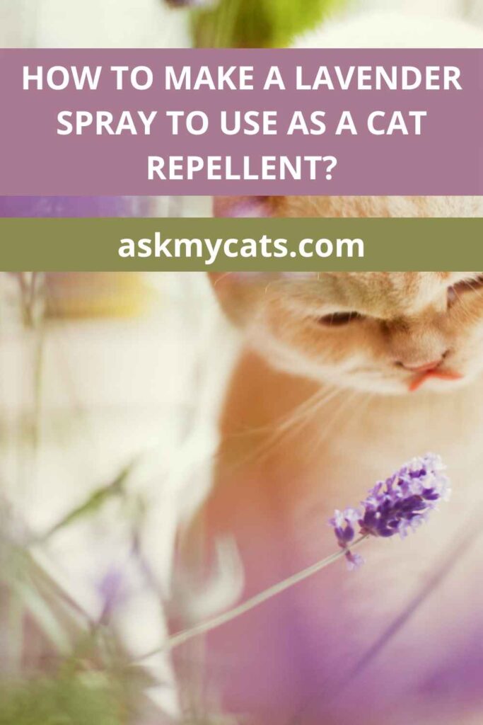 How To Make A Lavender Spray To Use As A Cat Repellent