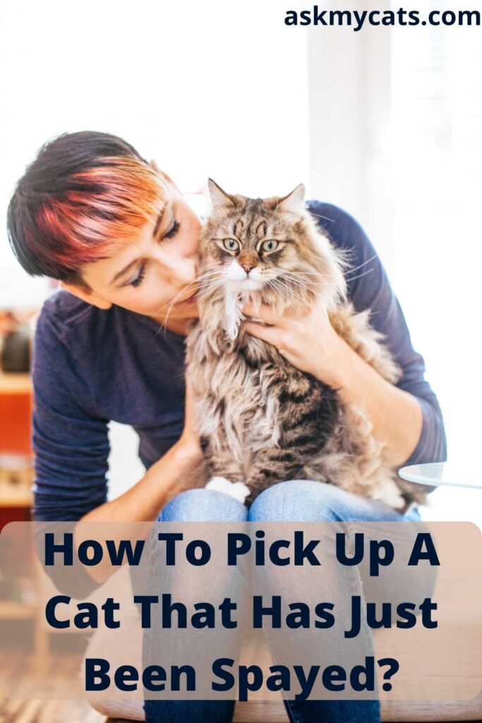 How To Pick Up A Cat That Has Just Been Spayed?