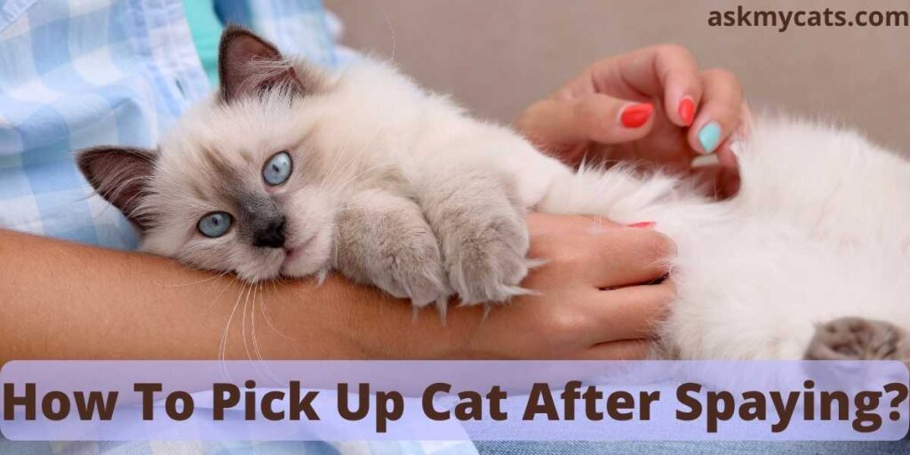 How To Pick Up Cat After Spaying?