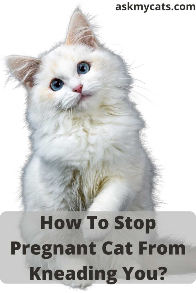 How To Stop Pregnant Cat From Kneading You?