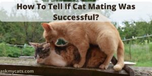 How To Tell If Cat Mating Was Successful?