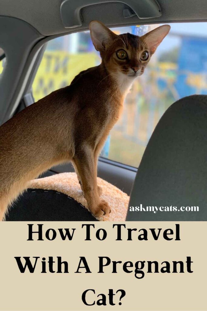 How To Travel With A Pregnant Cat?