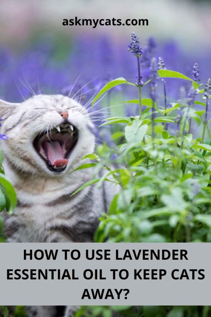 How To Use Lavender Essential Oil To Keep Cats Away