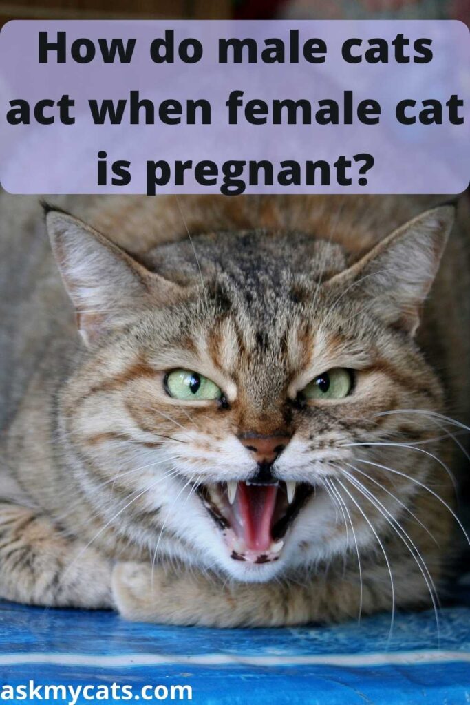 How do male cats act when female cat is pregnant?