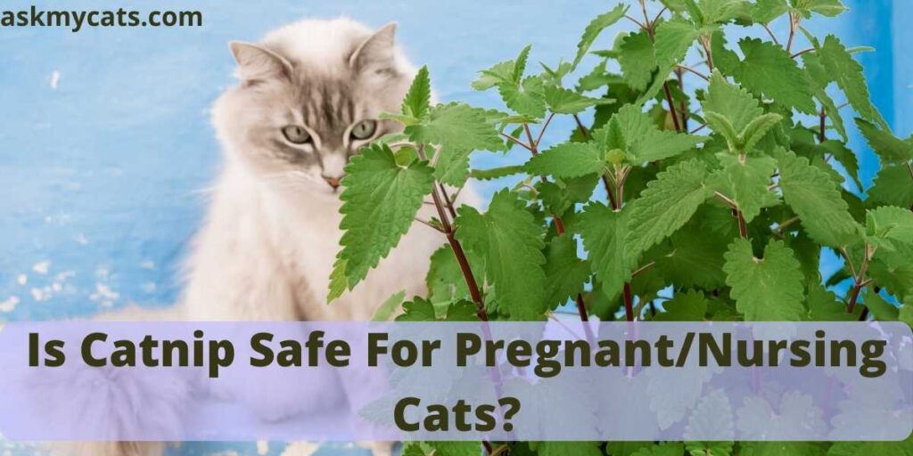 Is Catnip Safe For Pregnant/Nursing Cats?