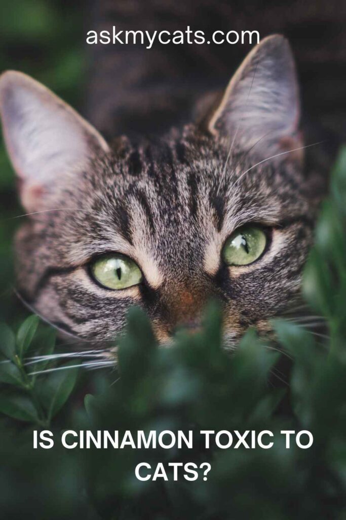 Is Cinnamon Toxic To Cats