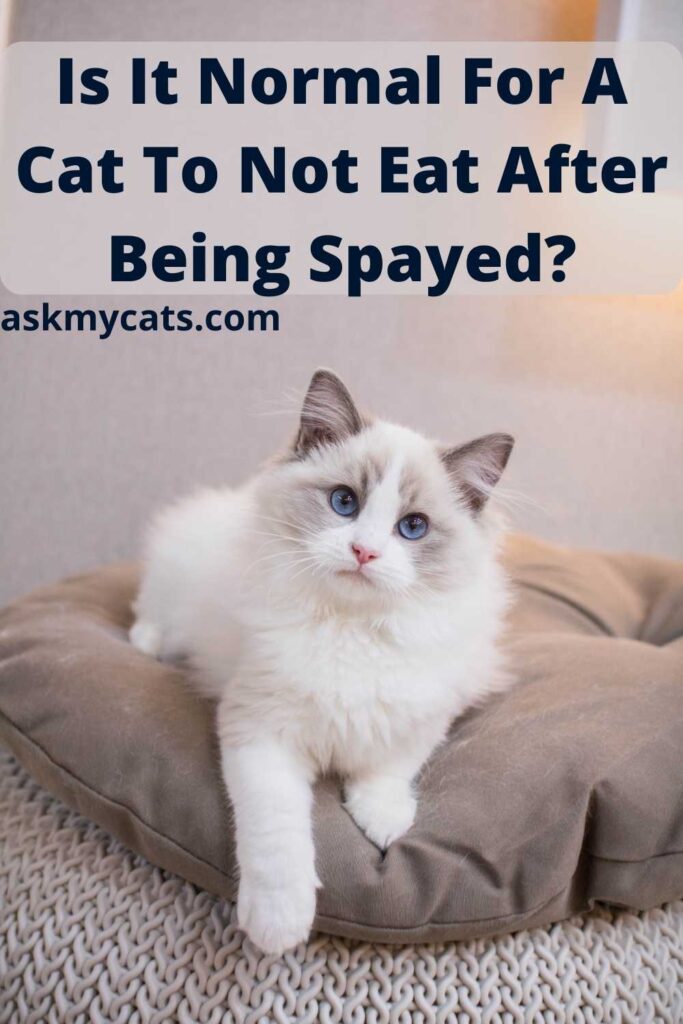Is It Normal For A Cat To Not Eat After Being Spayed?