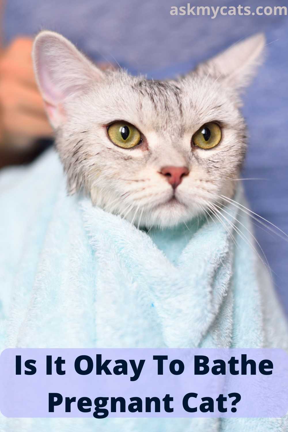 Can You Bathe A Pregnant Cat?