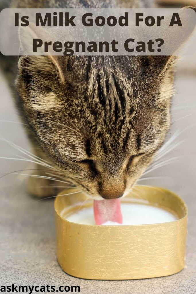 pregnant cat milk