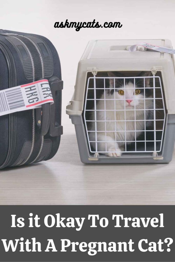 Is it Okay To Travel With A Pregnant Cat?