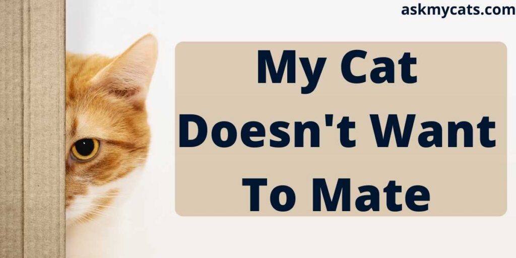 My Cat Doesn't Want To Mate: Reasons & Solutions