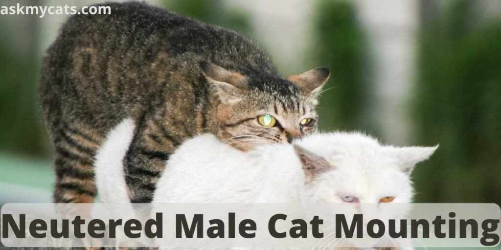 Neutered Male Cat Mounting